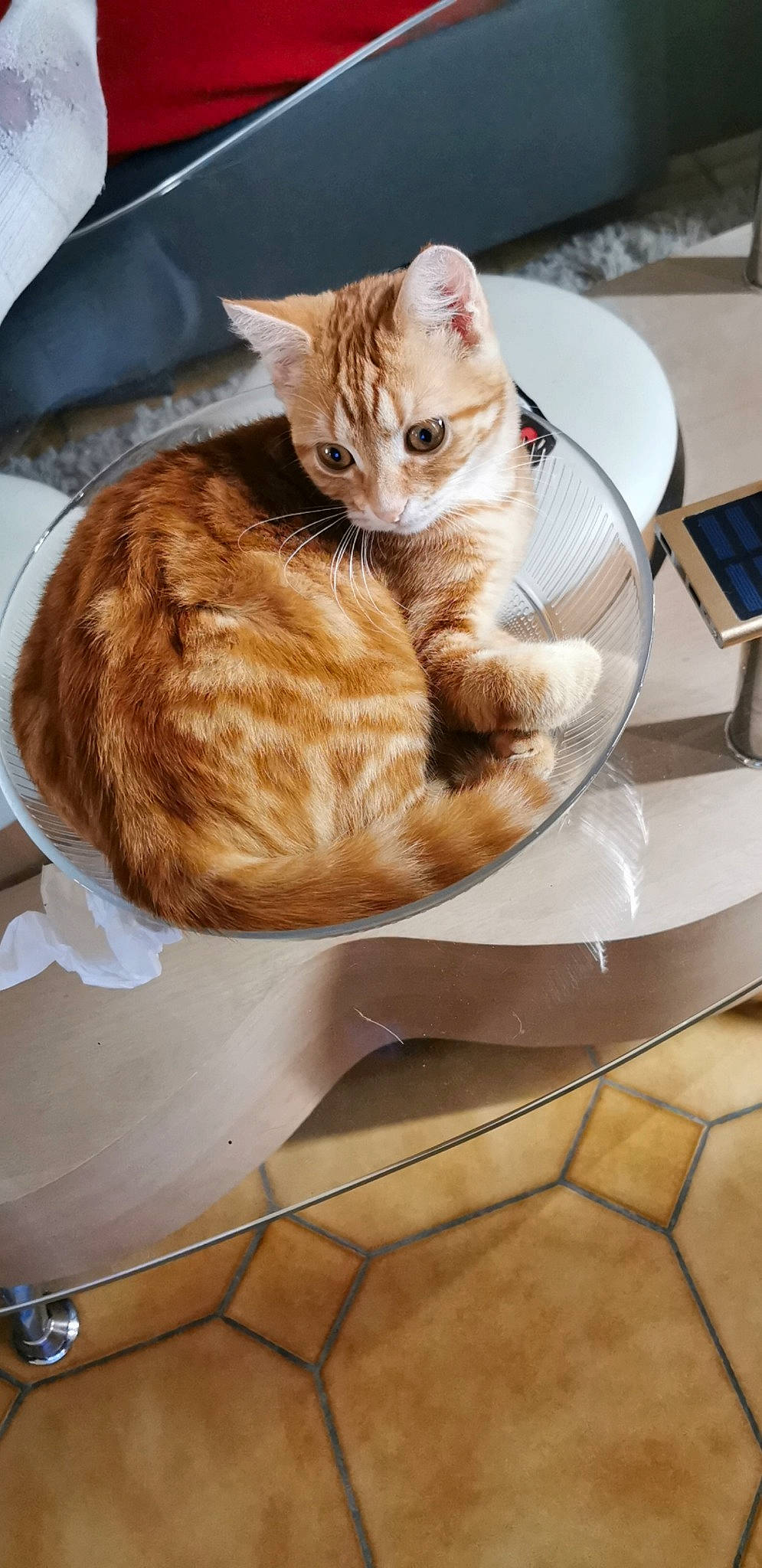 Patate a rejoint le concours — aidez-le/la à gagner de superbes lots ! american_shorthair, asian, carnivore, cat, domestic_short_haired_cat, european_shorthair, fawn, felidae, fur, kitten, small_to_medium_sized_cats, tabby_cat, table, tableware, whiskers