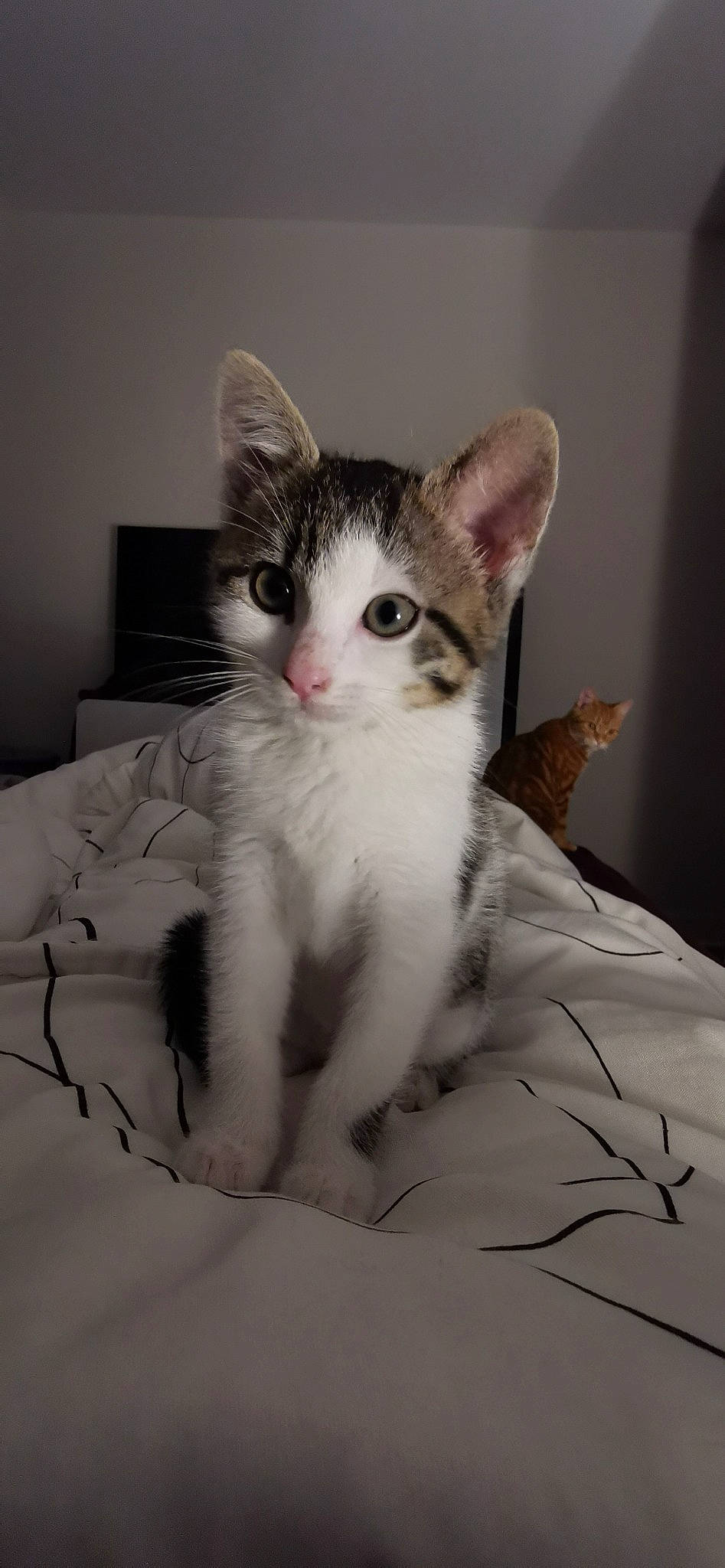 Plume a rejoint le concours — aidez-le/la à gagner de superbes lots ! aegean_cat, american_wirehair, asian, carnivore, cat, domestic_short_haired_cat, ear, european_shorthair, eye, felidae, fur, kitten, mammal, nose, ojos_azules, paw, polydactyl_cat, small_to_medium_sized_cats, tail, whiskers