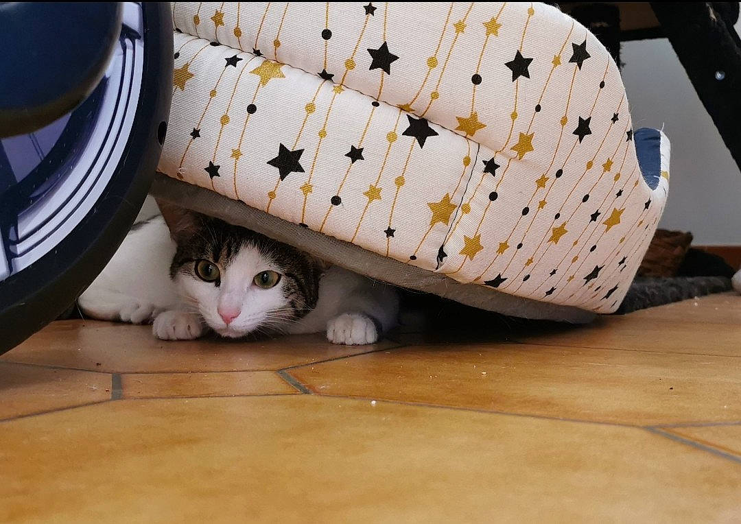 Plume a rejoint le concours — aidez-le/la à gagner de superbes lots ! aegean_cat, asian, carnivore, cat, domestic_short_haired_cat, european_shorthair, felidae, floor, flooring, kitten, small_to_medium_sized_cats, whiskers