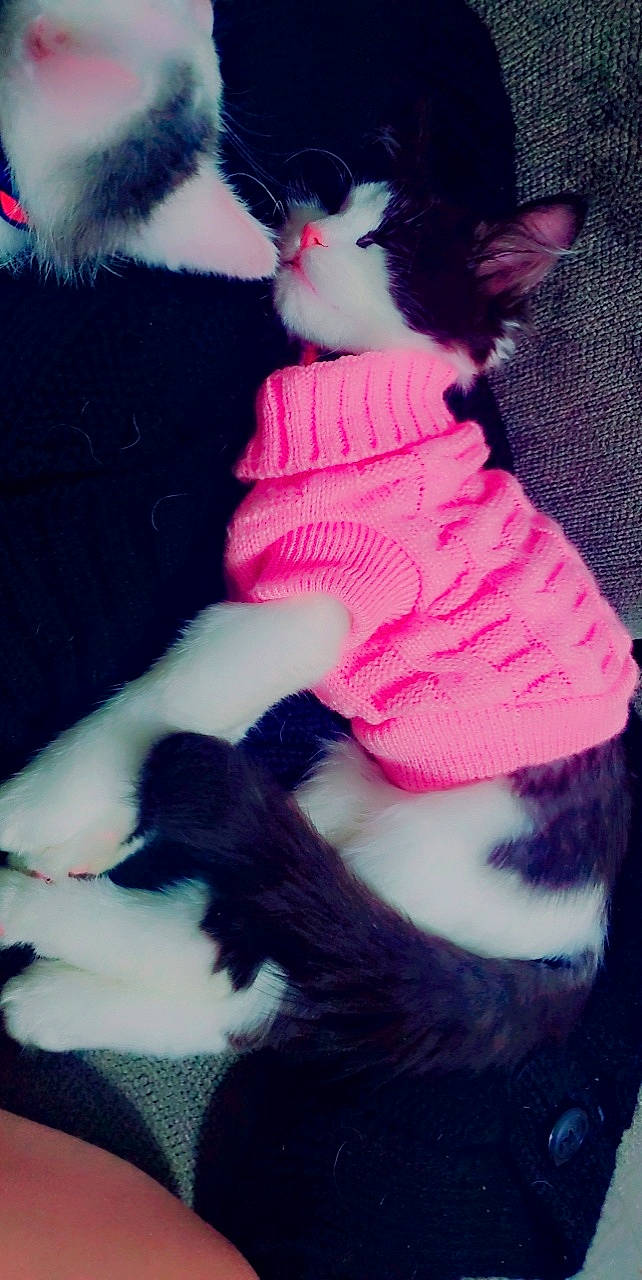 Sweetie is registered to the contest to win money with this photo: art, black, carnivore, cat, companion_dog, doll, fawn, felidae, headgear, magenta, mammal, pink, purple, small_to_medium_sized_cats, stuffed_toy, tail, textile, toy, whiskers, white