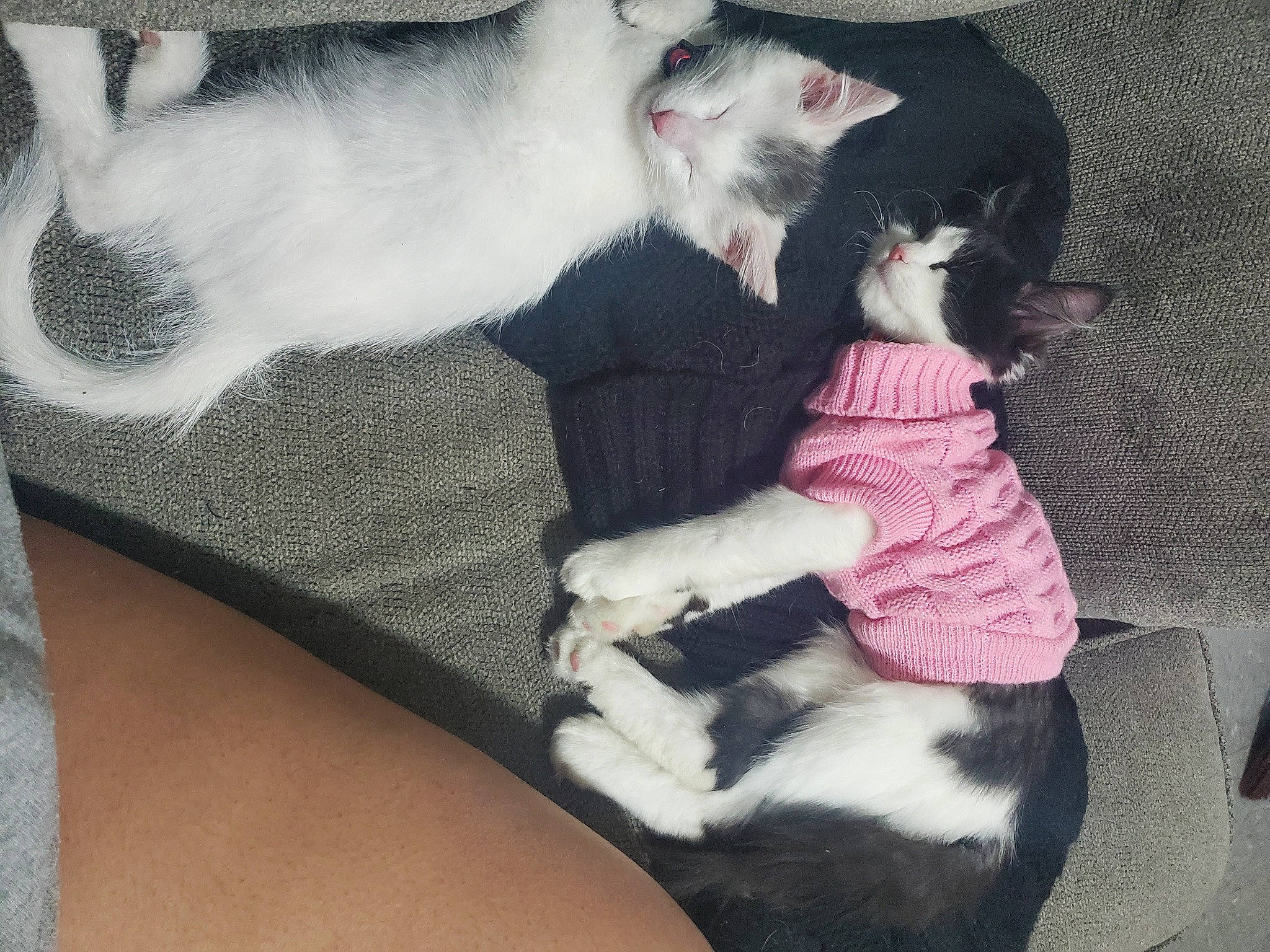 Sweetie joined the competition — help win amazing prizes! canidae, carnivore, comfort, companion_dog, dog_breed, fawn, felidae, fur, grey, lap, mammal, mustelidae, paw, small_to_medium_sized_cats, snout, sporting_group, stuffed_toy, tail, toy_dog, whiskers