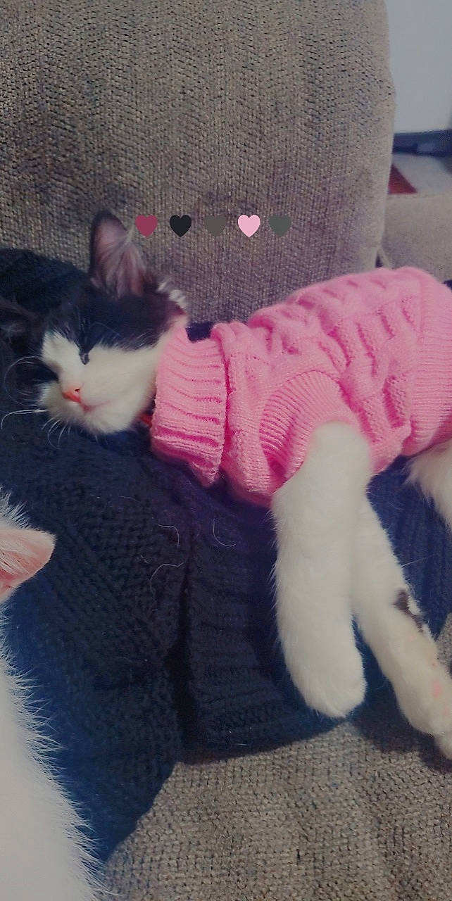 Sweetie joined the competition — help win amazing prizes! baby_toddler_clothing, carnivore, cat, comfort, eye, felidae, foot, head, human_body, human_leg, lap, leg, magenta, pink, sleeve, small_to_medium_sized_cats, tail, textile, whiskers, woolen