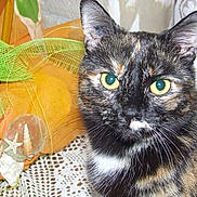 Muscade participe au concours pour gagner de l'argent avec cette photo :