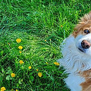 Cooky a rejoint le concours — aidez-le/la à gagner de superbes lots ! dog, grass, flower, outdoor, pet, animal, canine, greenery, nature, fur, portrait, looking_up, heterochromia, field, yellow_flower, cute, fluffy, ears, leash, daylight
