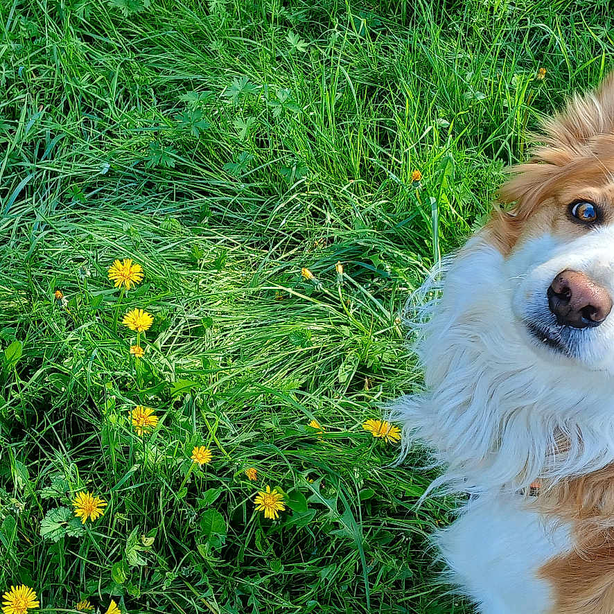 Cooky a rejoint le concours — aidez-le/la à gagner de superbes lots ! dog, grass, flower, outdoor, pet, animal, canine, greenery, nature, fur, portrait, looking_up, heterochromia, field, yellow_flower, cute, fluffy, ears, leash, daylight