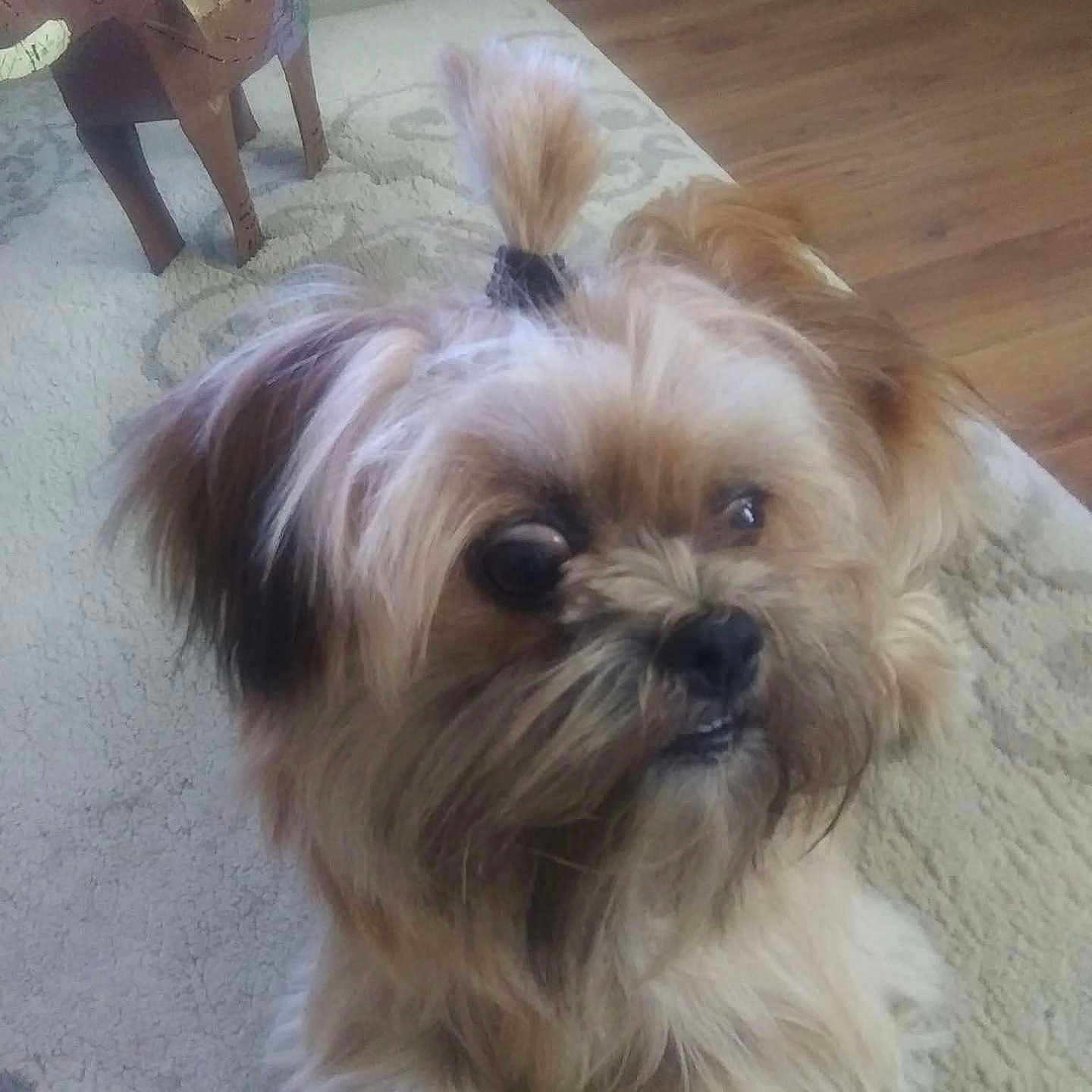 Chewy