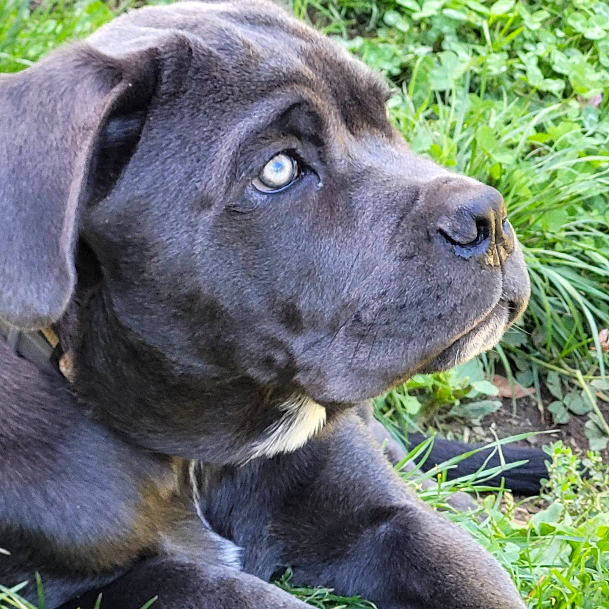 Tyros a rejoint le concours — aidez-le/la à gagner de superbes lots ! borador, canidae, carnivore, collar, companion_dog, dog, dog_breed, dog_collar, fawn, fur, grass, gun_dog, plant, retriever, snout, sporting_group, terrestrial_animal, whiskers, working_animal, working_dog