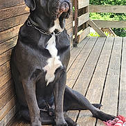 Vulcan participe au concours pour gagner de l'argent avec cette photo : dog, black_dog, large_dog, sitting, wooden_floor, wooden_wall, chain_collar, rope_toy, outdoor, porch, pet, animal, canine, resting, sunlight, texture, fur, white_chest_patch, quiet, relaxed