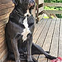 dog, black_dog, large_dog, sitting, wooden_floor, wooden_wall, chain_collar, rope_toy, outdoor, porch, pet, animal, canine, resting, sunlight, texture, fur, white_chest_patch, quiet, relaxed