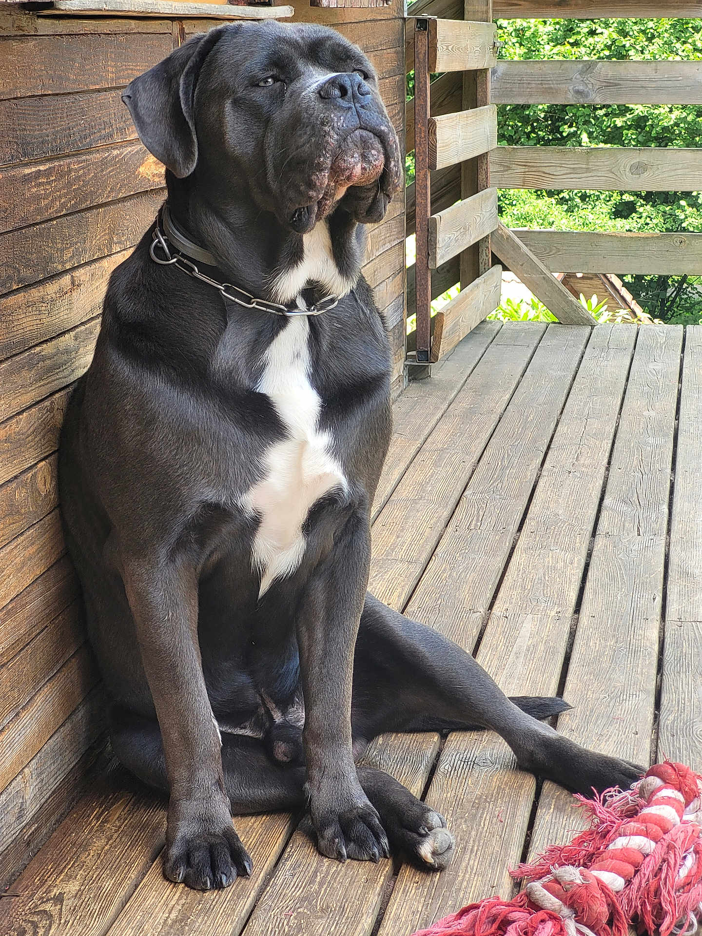 Vulcan participe au concours pour gagner de l'argent avec cette photo : dog, black_dog, large_dog, sitting, wooden_floor, wooden_wall, chain_collar, rope_toy, outdoor, porch, pet, animal, canine, resting, sunlight, texture, fur, white_chest_patch, quiet, relaxed