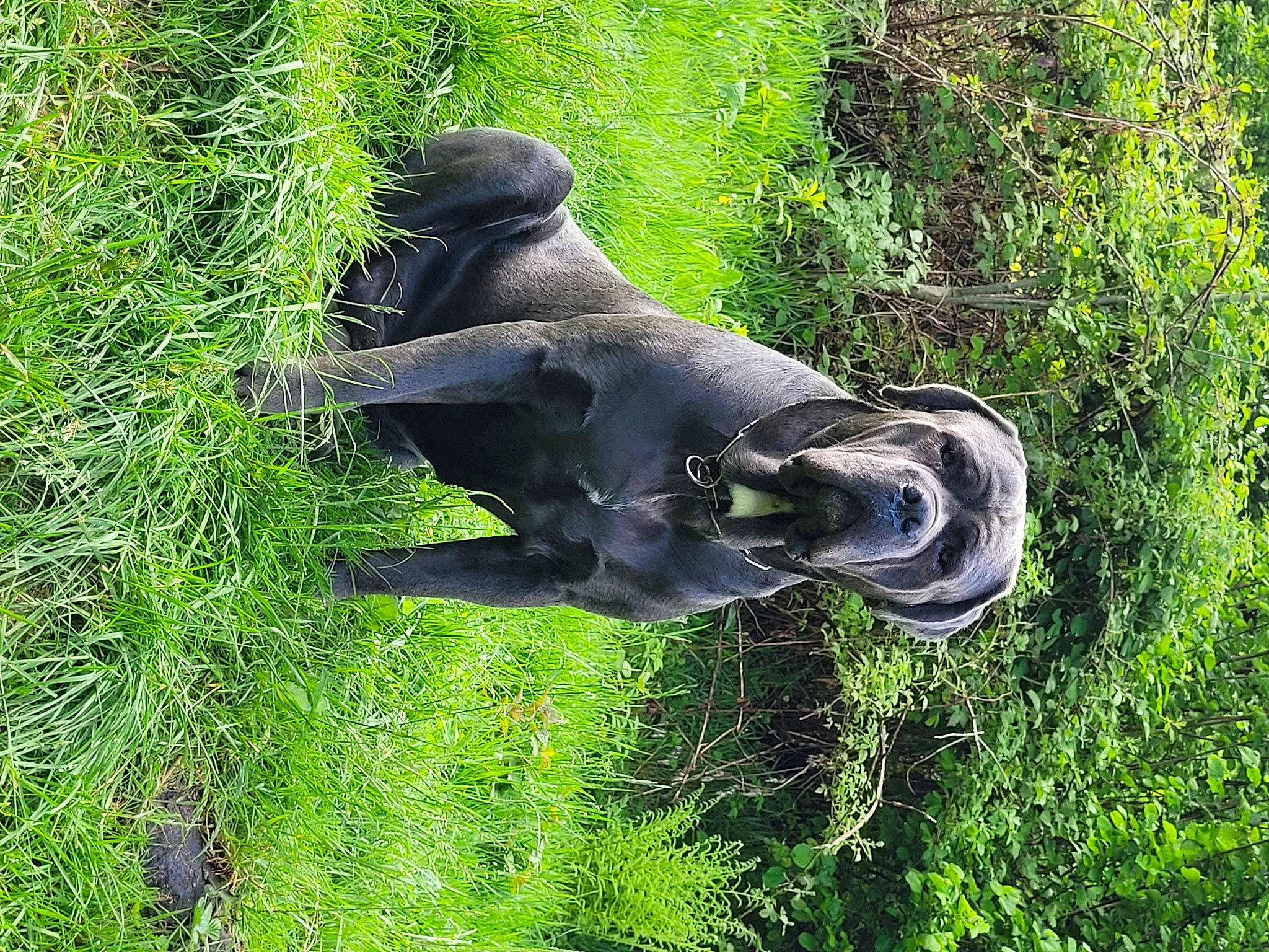 Tyros a rejoint le concours — aidez-le/la à gagner de superbes lots ! art, canidae, dog_breed, grass, grassland, groundcover, natural_landscape, nature_reserve, pasture, plant, sculpture, shrub, shrubland, snout, sporting_group, terrestrial_animal, terrestrial_plant, trunk, wildlife, working_animal