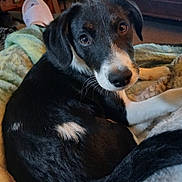 Bandido is registered to the contest to win money with this photo: animal, black_and_white, blanket, carpet, companion, cozy, cute, dog, ears, fur, home, indoor, laying_down, looking_up, pet, puppy, relaxed, slipper, snout, whiskers