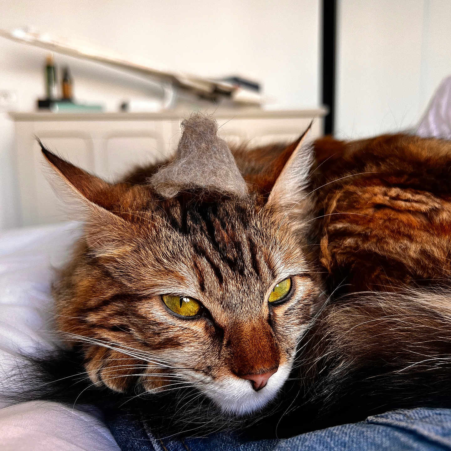 Luna a rejoint le concours — aidez-le/la à gagner de superbes lots ! abyssinian, angora, animal, cat, clothing, couch, furniture, hardwood, jeans, kitten, manx, pants, person, pet, sleeping, wood