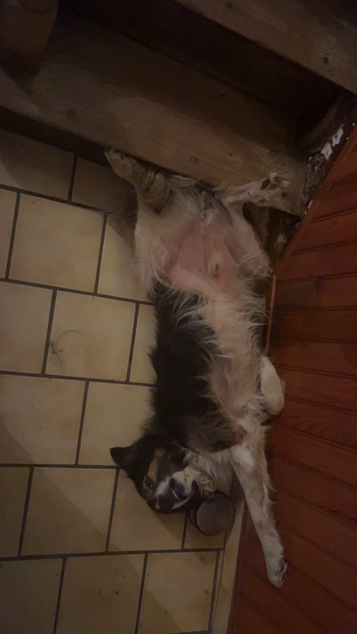 Louky participe au concours pour gagner de l'argent avec cette photo : bat, canidae, carnivore, cat, dog_breed, domestic_short_haired_cat, fawn, felidae, flooring, fur, hardwood, leg, paw, room, small_to_medium_sized_cats, snout, sporting_group, tail, whiskers, wood