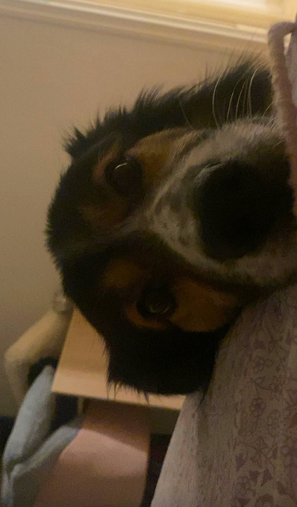 Louky a rejoint le concours — aidez-le/la à gagner de superbes lots ! canidae, carnivore, companion_dog, dog_breed, ear, eye, fawn, felidae, fur, jaw, koala, selfie, small_to_medium_sized_cats, snout, sporting_group, tail, terrestrial_animal, whiskers, wildlife, working_animal