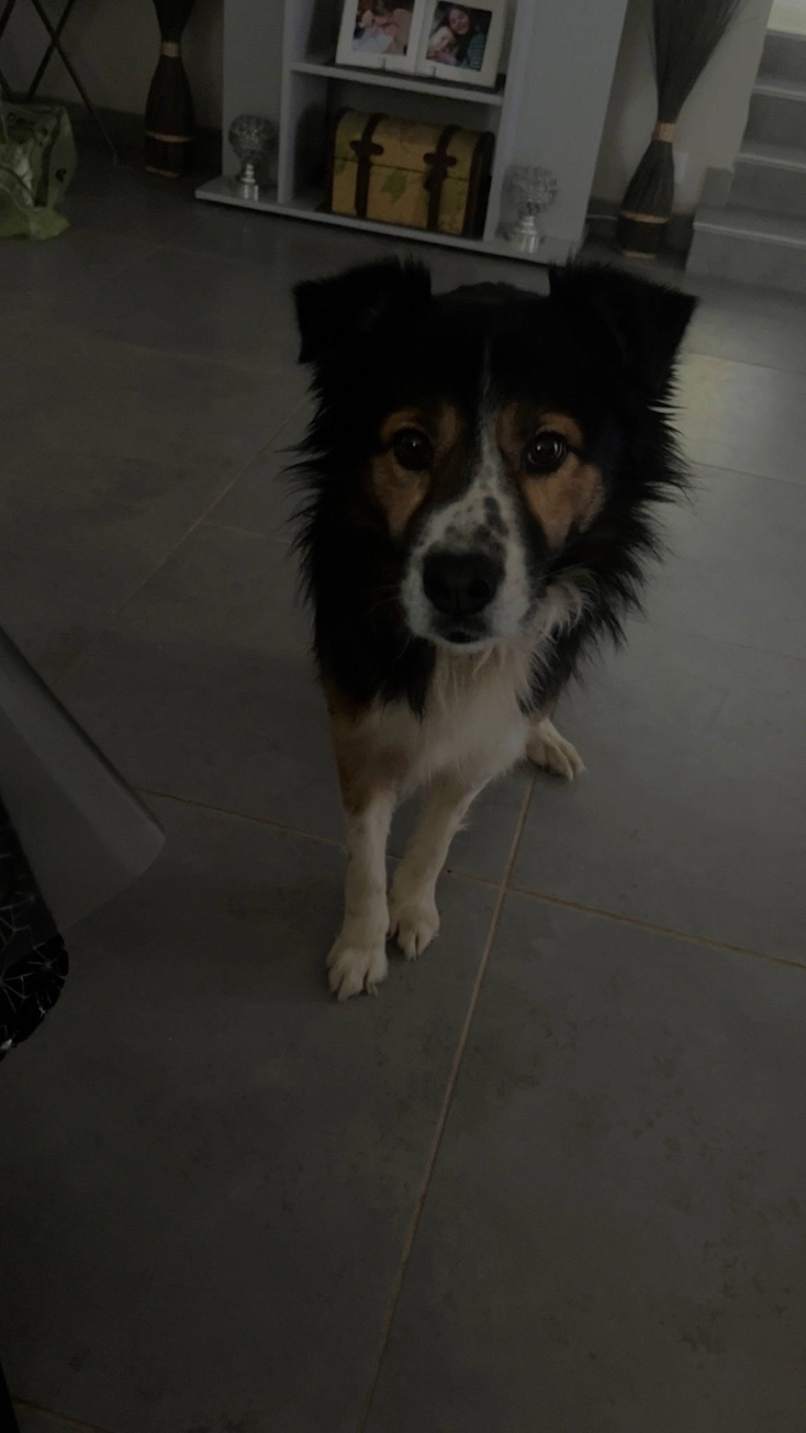 Louky participe au concours pour gagner de l'argent avec cette photo : ancient_dog_breeds, canidae, carnivore, companion_dog, dog, dog_breed, flooring, fur, hardwood, herding_dog, road_surface, snout, sporting_group, tail, terrestrial_animal, whiskers, working_animal, working_dog