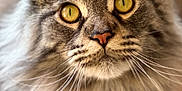 Yoda a rejoint le concours — aidez-le/la à gagner de superbes lots ! cat, maine_coon, fluffy, yellow_eyes, portrait, close_up, pet, feline, animal, whiskers, ears, fur, domestic_cat, cute, indoor, looking, muzzle, long_hair, face, soft_light