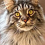 cat, maine_coon, fluffy, yellow_eyes, portrait, close_up, pet, feline, animal, whiskers, ears, fur, domestic_cat, cute, indoor, looking, muzzle, long_hair, face, soft_light