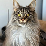 Yoda a rejoint le concours — aidez-le/la à gagner de superbes lots ! cat, long_hair, yellow_eyes, fluffy_fur, portrait, indoor, pet, animal, feline, close_up, whiskers, ears, nose, soft_light, focused, domestic_cat, cute, mammal, furry, alert