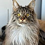 cat, long_hair, yellow_eyes, fluffy_fur, portrait, indoor, pet, animal, feline, close_up, whiskers, ears, nose, soft_light, focused, domestic_cat, cute, mammal, furry, alert