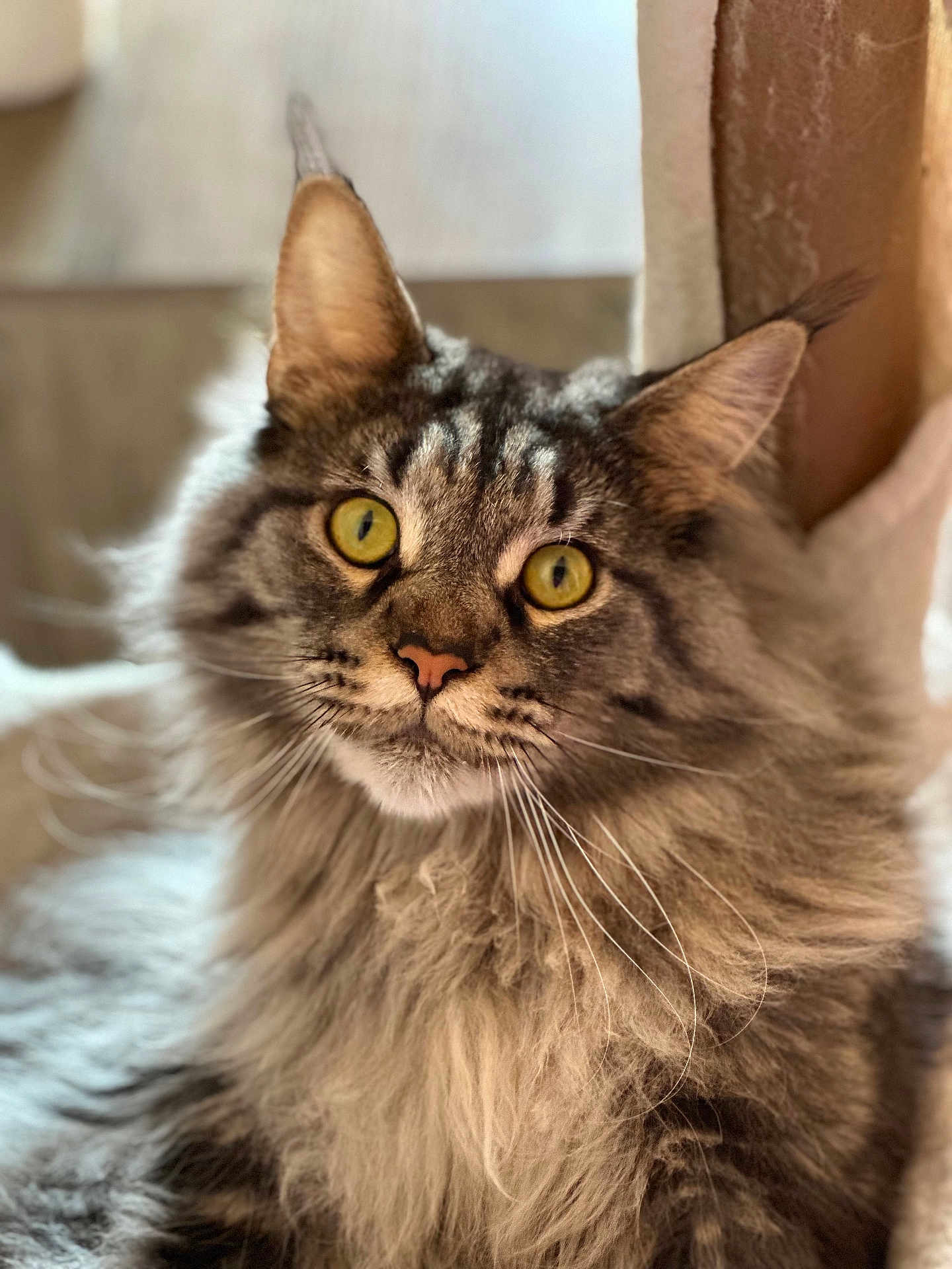 Yoda a rejoint le concours — aidez-le/la à gagner de superbes lots ! cat, fluffy, yellow_eyes, portrait, indoor, pet, feline, curious, close_up, whiskers, soft_light, fur, animal, cute, domestic_cat, mammal, face, ears, tabby, long_hair