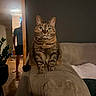 cat, tabby_cat, furniture, couch, mirror, person, indoor, living_room, plant, reflection, wood_floor, casual_clothing, barefoot, green_eyes, pet, animal, domestic, comfortable, seated, curious