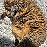 Porglet is registered to the contest to win money with this photo: cat, tabby, sleeping, fluffy_rug, indoor, pet, cozy, feline, sunlight, curled_up, relaxed, whiskers, fur, closeup, home, animal, cute, resting, domestic_cat, warm