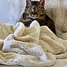 Porglet joined the competition — help win amazing prizes! cat, tabby, animal, pet, feline, fur, blanket, bed, cozy, comfort, indoor, relaxing, cute, whiskers, ears, eyes, soft, texture, resting, home