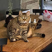 Porglet joined the competition — help win amazing prizes! cat, tabby_cat, wooden_table, indoor, vase, greenery, plastic_bag, stone_wall, curious, relaxed, pet, feline, fur, animal, sitting, raised_leg, tabletop, domestic, household, cozy