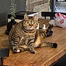 cat, tabby_cat, wooden_table, indoor, vase, greenery, plastic_bag, stone_wall, curious, relaxed, pet, feline, fur, animal, sitting, raised_leg, tabletop, domestic, household, cozy