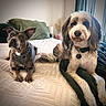 Opie joined the competition — help win amazing prizes! dog, bed, blanket, indoor, pet, animal, fur, collar, resting, cute, companions, domestic, cute_pets, two_dogs, brown_dog, white_dog, curtains, pillow, relaxed, household