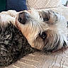 Opie joined the competition — help win amazing prizes! dog, fluffy, pet, lying_down, close_up, canine, fur, relaxed, home_interior, pillow, blanket, texture, bed, cozy, indoor, animal, cute, resting, snout, portrait