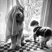 Opie is registered to the contest to win money with this photo: dog, pets, curtain, window, indoor, black_and_white, fluffy, carpet, door, animal, companion, curiosity, fabric, home, domestic, curtains, floor, two_dogs, looking_outside, playful