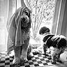 animal, black_and_white, carpet, companion, curiosity, curtain, curtains, dog, domestic, door, fabric, floor, fluffy, home, indoor, looking_outside, pets, playful, two_dogs, window