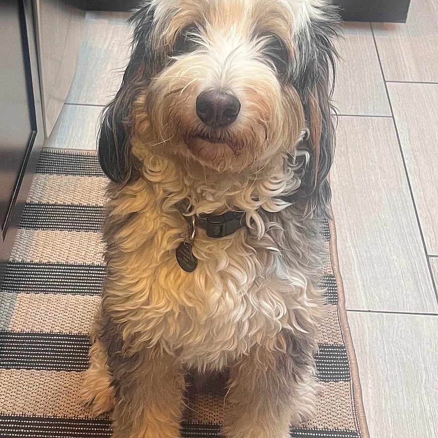 Opie joined the competition — help win amazing prizes! dog, indoor, kitchen, floor, cabinet, rug, pet, curly_hair, sitting, looking, calm, striped_rug, tile_floor, collar, fur, animal, cute, domestic, mammal, companion