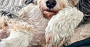 Opie is registered to the contest to win money with this photo: dog, pet, fluffy, close_up, bed, blanket, fur, relaxed, indoor, cozy, resting, animal, cute, white, brown, black, paw, portrait, laying, companion