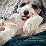 animal, bed, black, blanket, brown, close_up, companion, cozy, cute, dog, fluffy, fur, indoor, laying, paw, pet, portrait, relaxed, resting, white