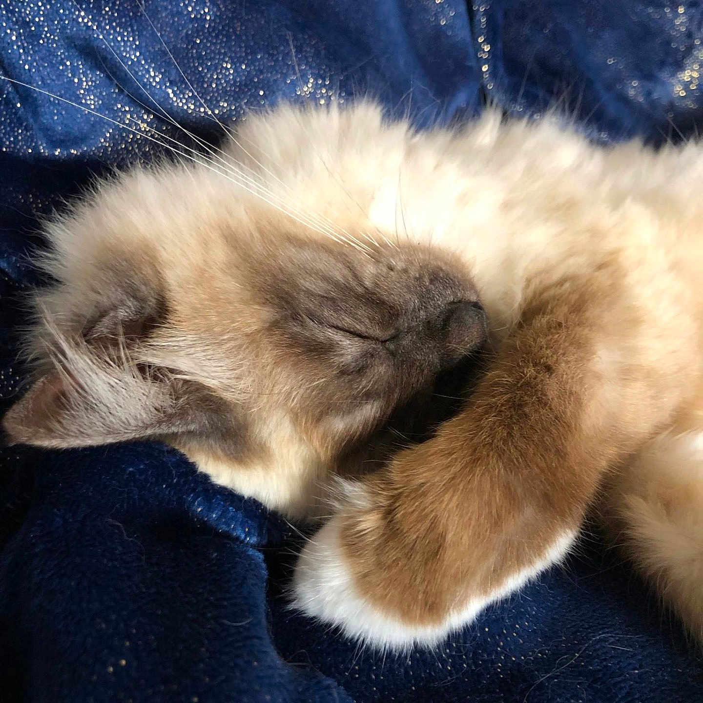 Queen participe au concours pour gagner de l'argent avec cette photo : angora, animal, blanket, cat, clothing, kitten, manx, pants, person, pet, siamese, sleeping, velvet