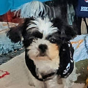 Buddy joined the competition — help win amazing prizes! puppy, dog, pet, fluffy, black_white, brown, tricolor, standing, portrait, close_up, face, eyes, nose, long_hair, bed, blanket, bedroom, indoor, cozy, cute