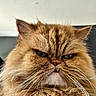 cat, fluffy, orange_cat, pet, animal, whiskers, fur, indoor, close_up, face, portrait, cute, grumpy, feline, mammal, tabby, domestic_animal, expression, ears