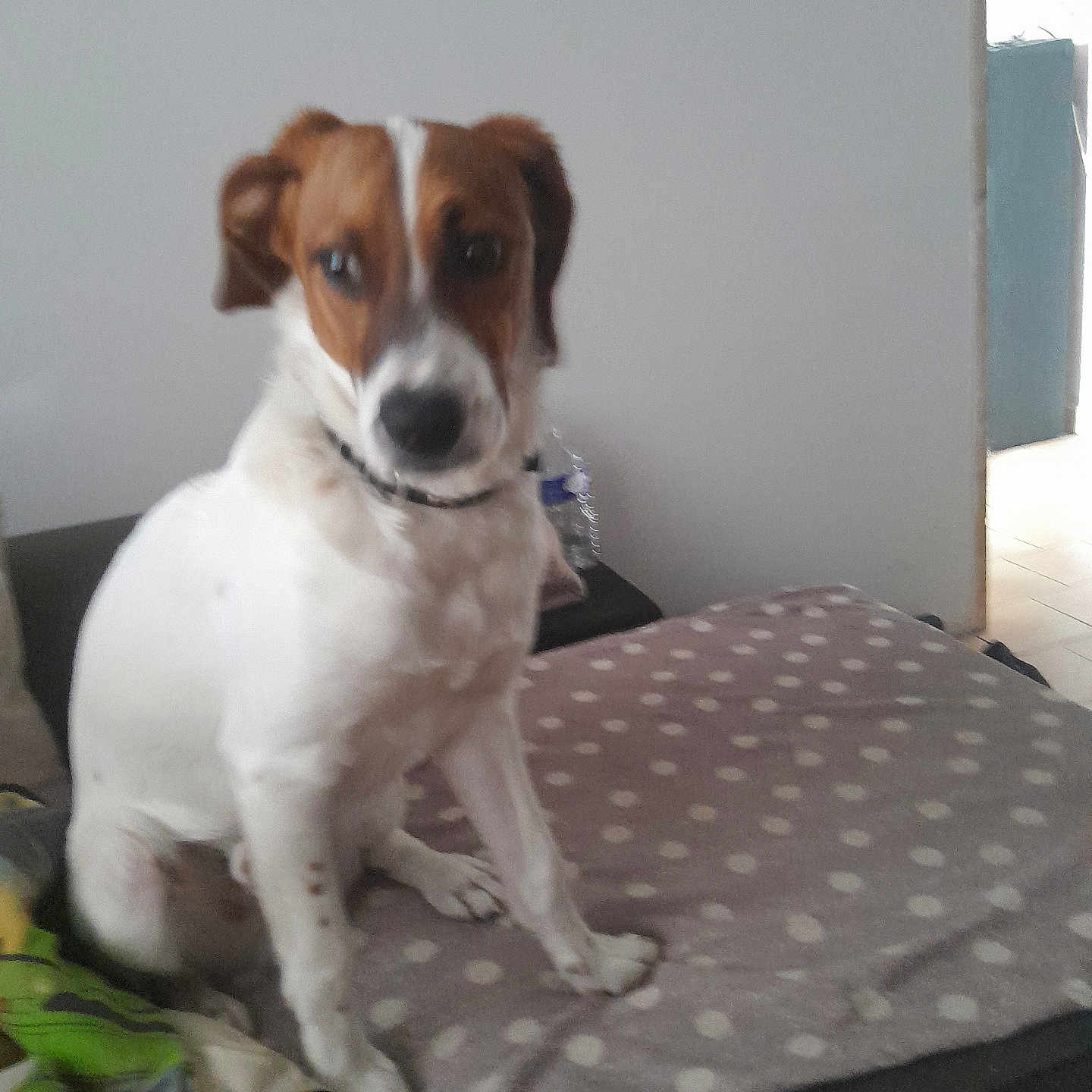 Max a rejoint le concours — aidez-le/la à gagner de superbes lots ! animal, blanket, brown, collar, companion, couch, curious, dog, domestic, floor, furniture, household, indoor, pet, polka_dot, sitting, tiles, wall, water_bottle, white