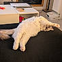 cat, fluffy, stretching, upside_down, cushion, indoor, living_room, table, window, robotic_vacuum, furniture, pet, relaxed, white, cream, paw, floor, cozy, home, fur