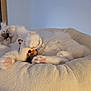 Alia participe au concours pour gagner de l'argent avec cette photo : cat, sleeping, plush_toy, giraffe_toy, cozy_bed, soft, indoor, window, pink_paw_pads, fluffy, white_cat, relaxed, cute, pet, animal, feline, resting, comfortable, home, adorable