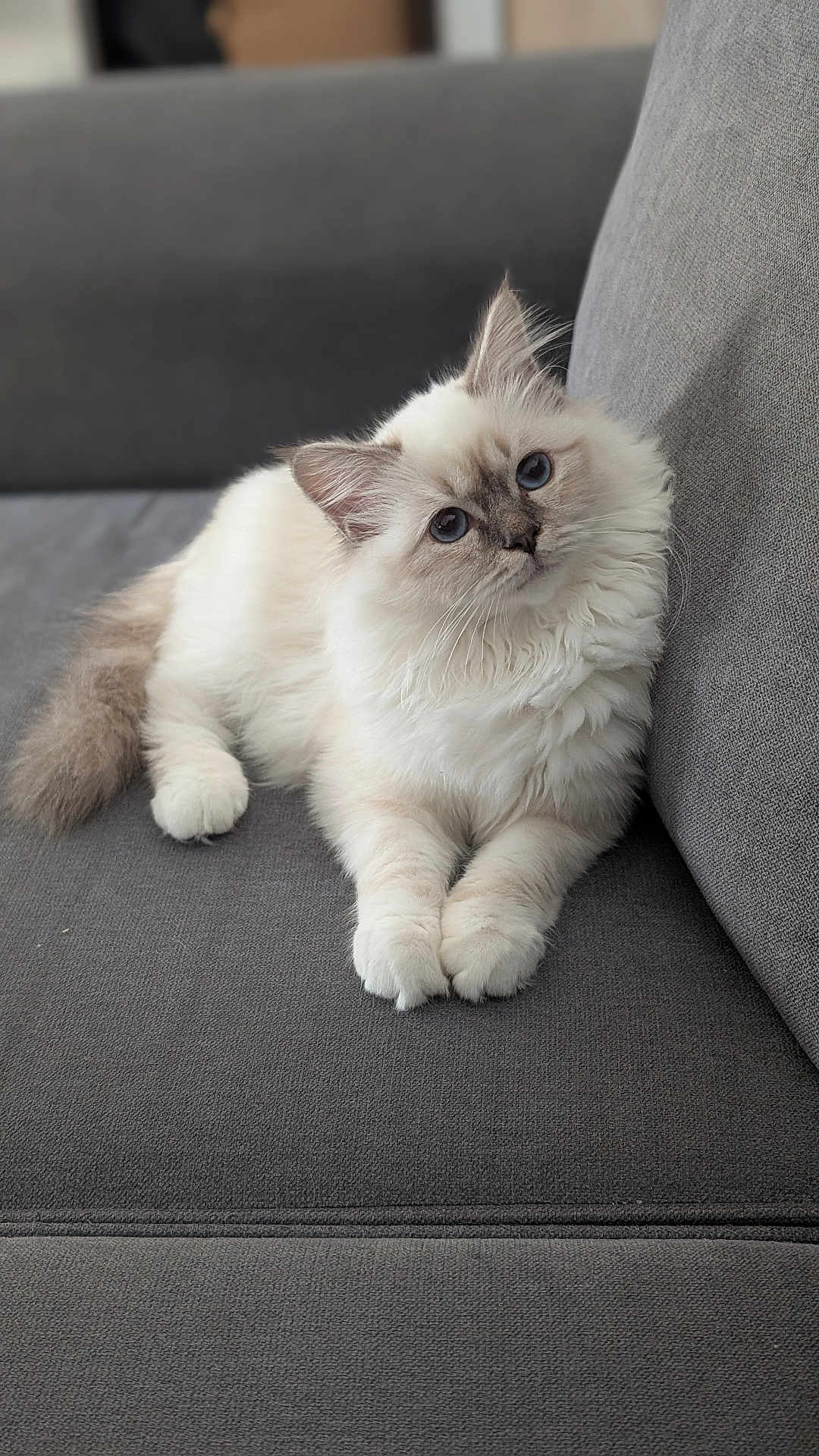Alia participe au concours pour gagner de l'argent avec cette photo : cat, fluffy, blue_eyes, cream_color, pet, domestic_animal, couch, gray_fabric, indoor, relaxed, cute, feline, animal, whiskers, paws, sitting, looking, soft, cozy, portrait