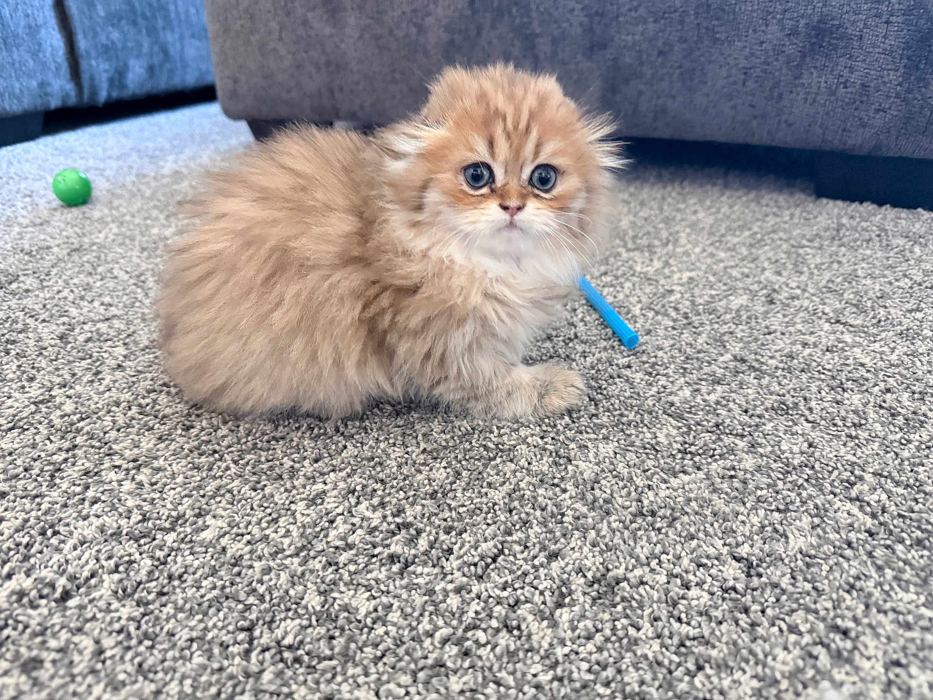 Angus is registered to the contest to win money with this photo: cat, kitten, fluffy_fur, blue_toy, green_ball, carpet, grey_carpet, sofa, indoor, close_up, portrait, big_eyes, whiskers, pet, cute, sitting, furniture, living_room, playful, young