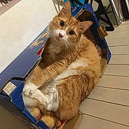 Neïcko a rejoint le concours — aidez-le/la à gagner de superbes lots ! box, cardboard, carnivore, cat, claw, comfort, domestic_short_haired_cat, fawn, felidae, fur, hardwood, lap, paw, shipping_box, sitting, small_to_medium_sized_cats, snout, tail, whiskers, wood