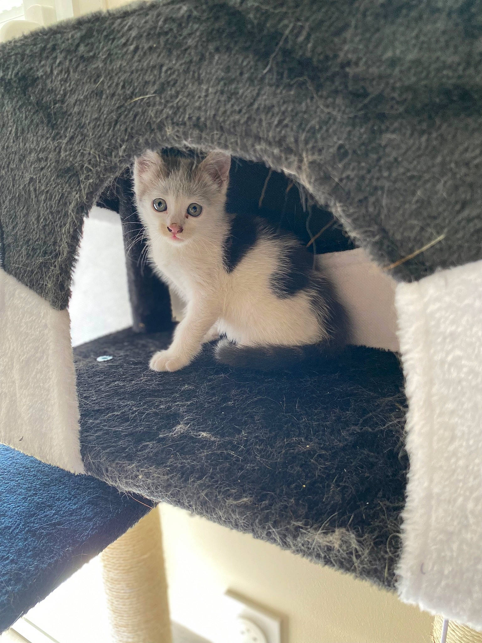 Utopia participe au concours pour gagner de l'argent avec cette photo : carnivore, cat, comfort, domestic_short_haired_cat, eye, felidae, flooring, fur, grey, hardwood, linens, paw, rectangle, room, small_to_medium_sized_cats, snout, tail, tree, whiskers, wood