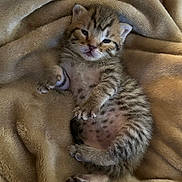 Poppy is registered to the contest to win money with this photo: kitten, cat, baby_animal, sleepy, furry, tabby, striped, pet, cute, soft, blanket, cozy, resting, small, fur, animal, paw, lying_down, indoor, adorable