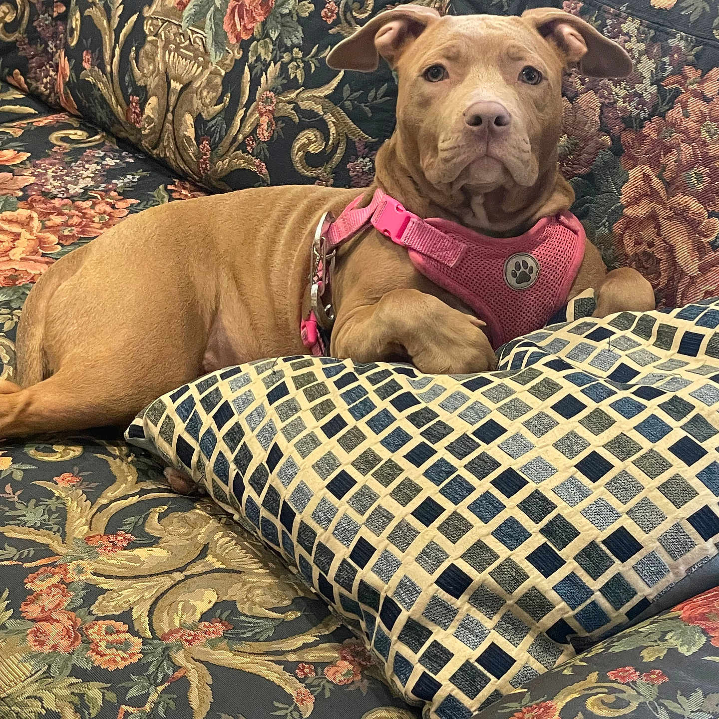 Willow joined the competition — help win amazing prizes! animal, blanket, bulldog, canine, couch, cushion, dog, face, furniture, head, homedecor, hound, indoors, interiordesign, person, pet, pillow, pitbull, puppy, sleeping