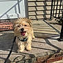 dog, puppy, leash, porch, sunlight, shadow, tongue_out, happy, fluffy, small_dog, concrete, brick, door, railing, outdoor, pet, canine, smiling, daylight, fur